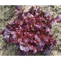 Sandveld Seeds Lollo Rosso Lettuce